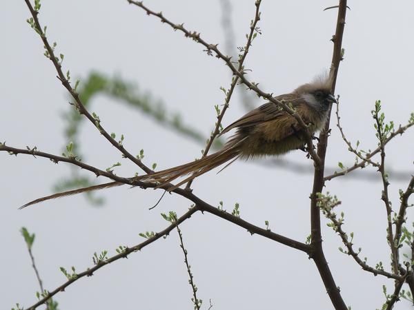 <h3><a href="/trips/tanzania/biota/animalia/chordata/aves/034 coliiformes/001 coliidae/colius striatus/colius striatus-nl.html">Colius&nbsp;striatus</a> / Speckled&nbsp;mousebird / Bruine&nbsp;muisvogel</h3>OM-1 Mark II met OLYMPUS M.150-400mm F4.5 TC, 1/2000 sec  bij F5.6, ISO 2500, afstand 17.8&nbsp;m